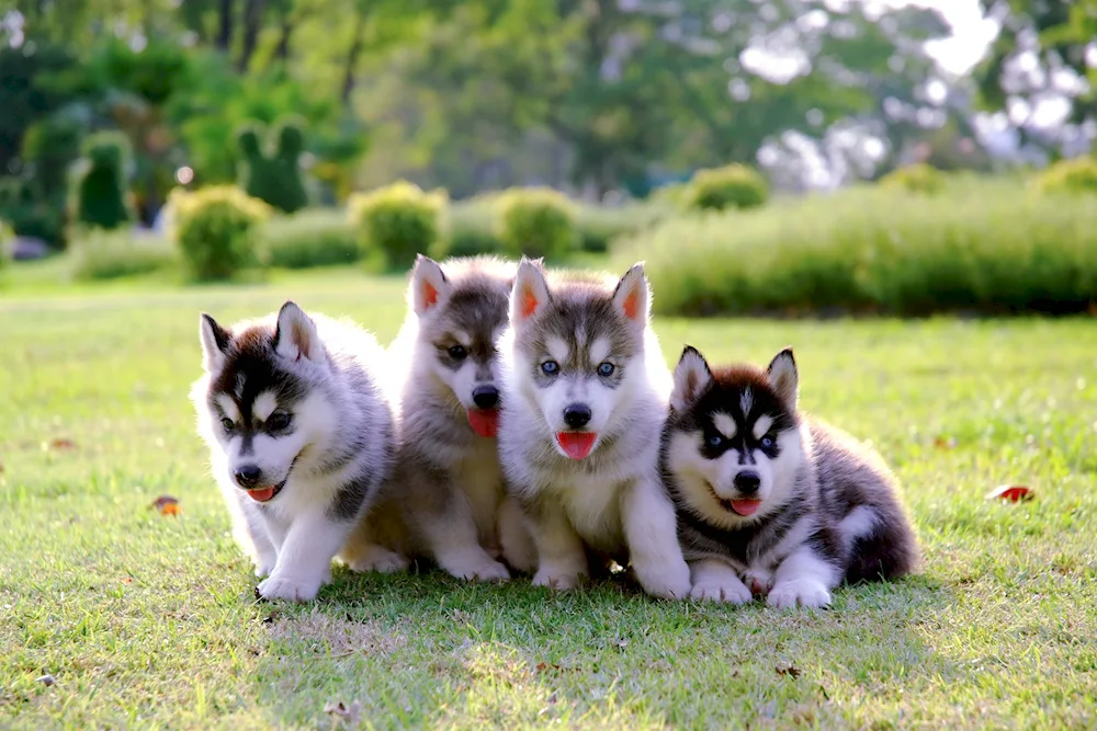 Siberian Husky