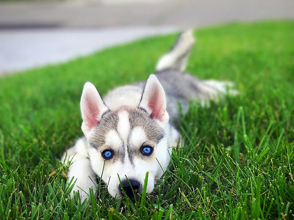 Siberian Husky