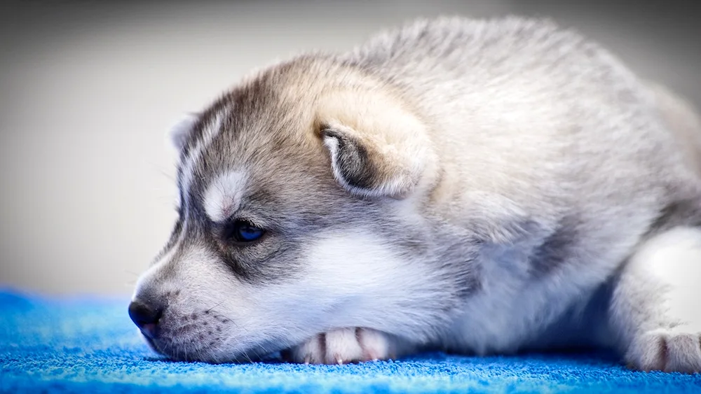 Siberian Husky