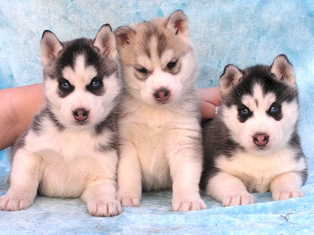 Siberian Husky