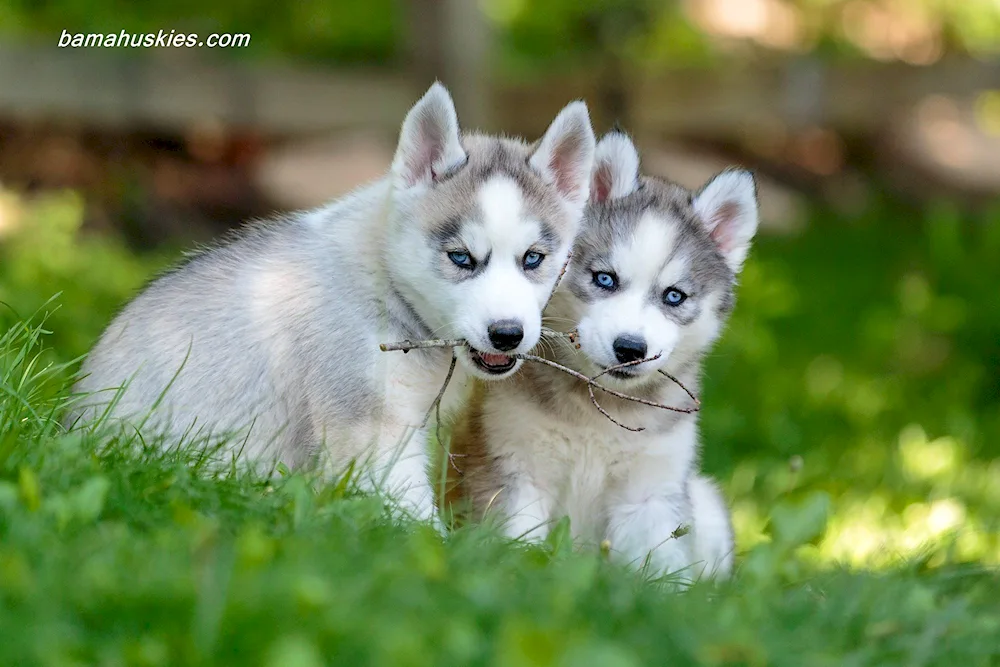 Siberian Husky