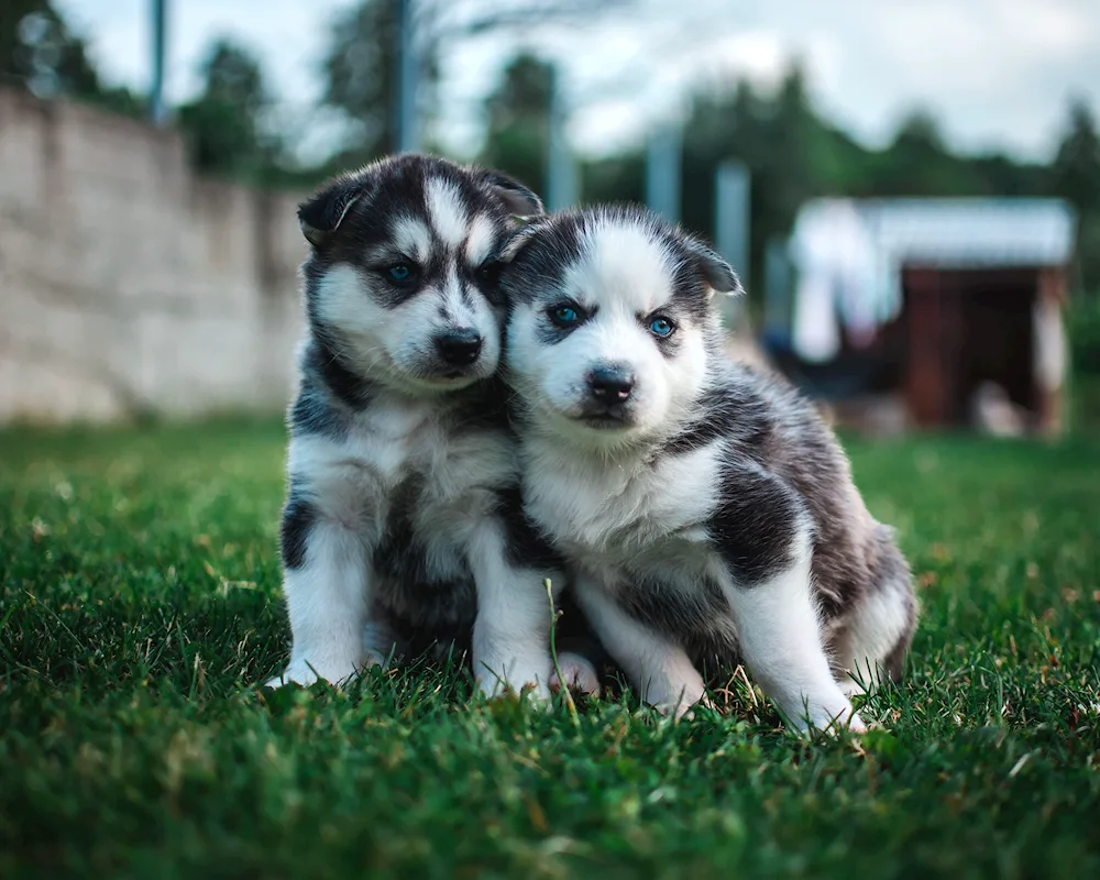 Siberian Husky