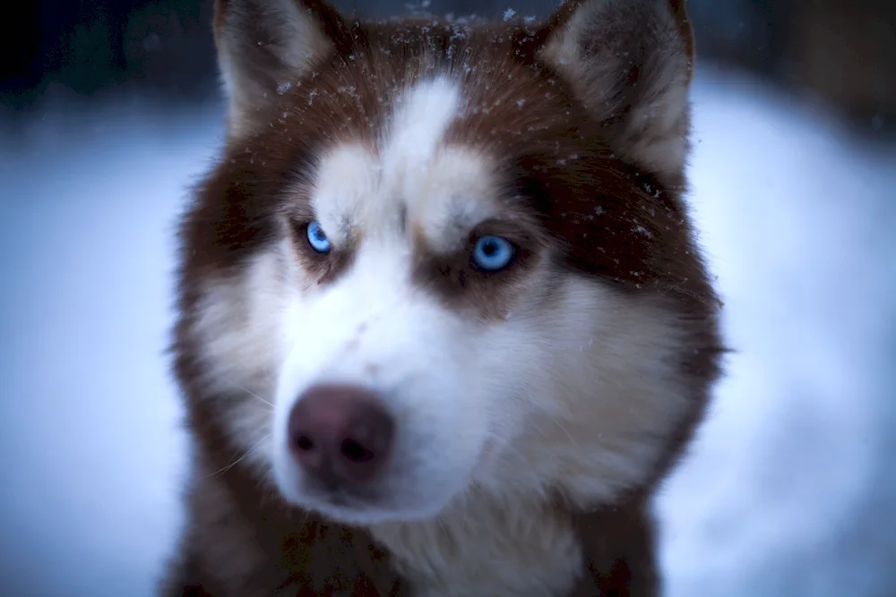 Siberian Husky