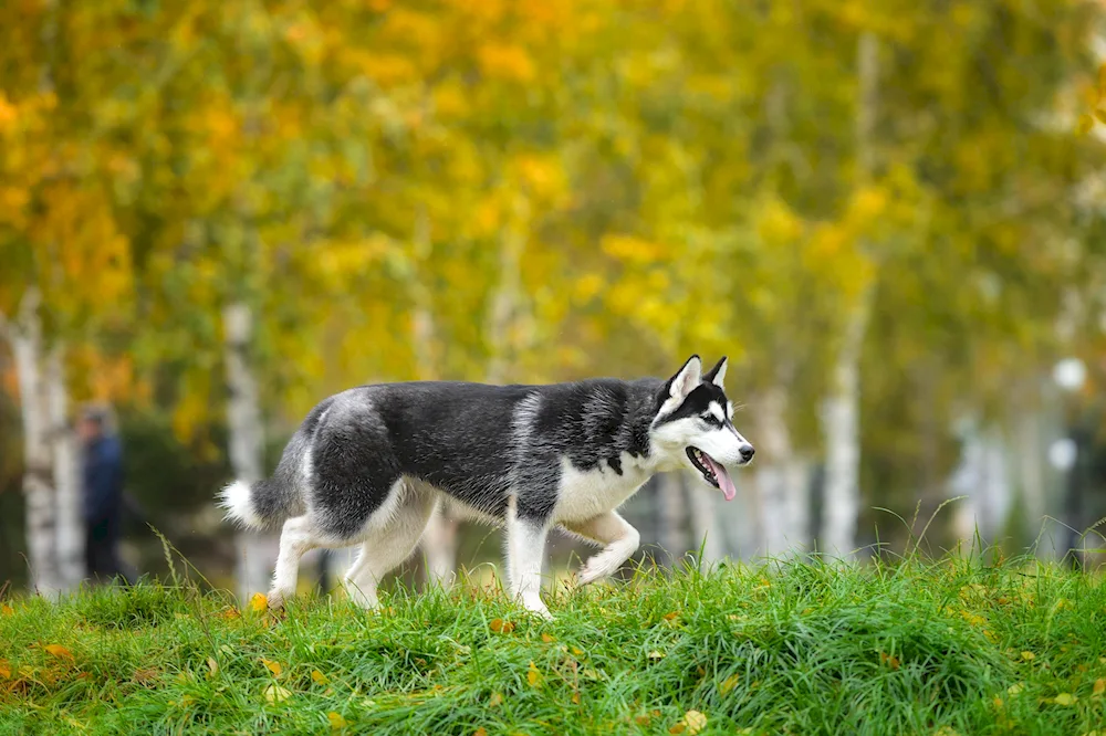 Altai dog