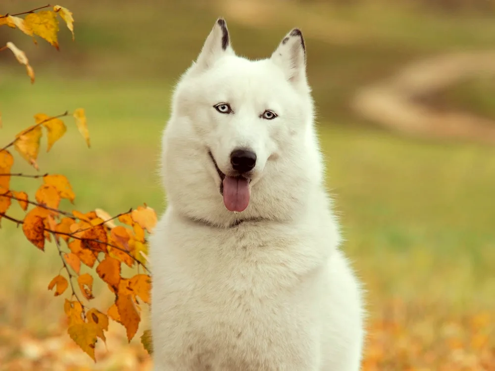 Siberian husky