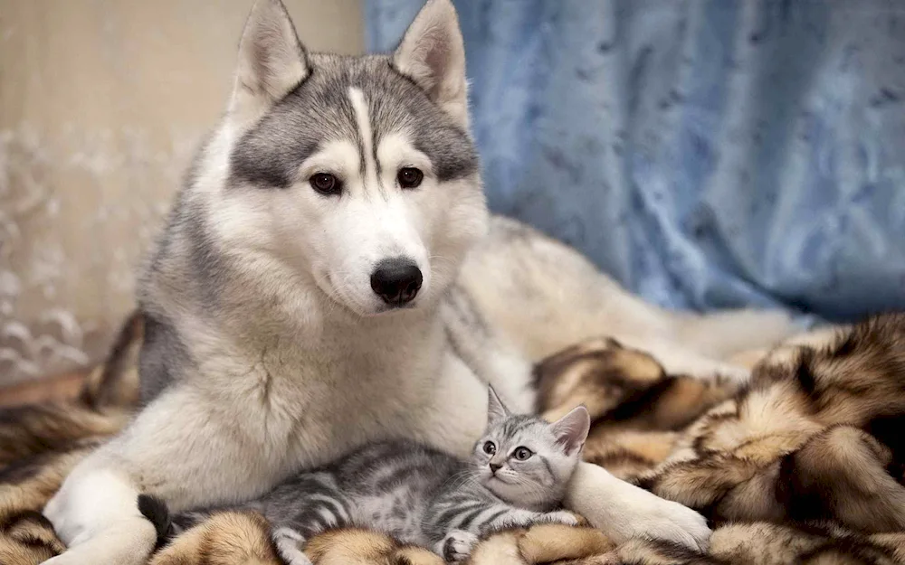 Siberian Husky