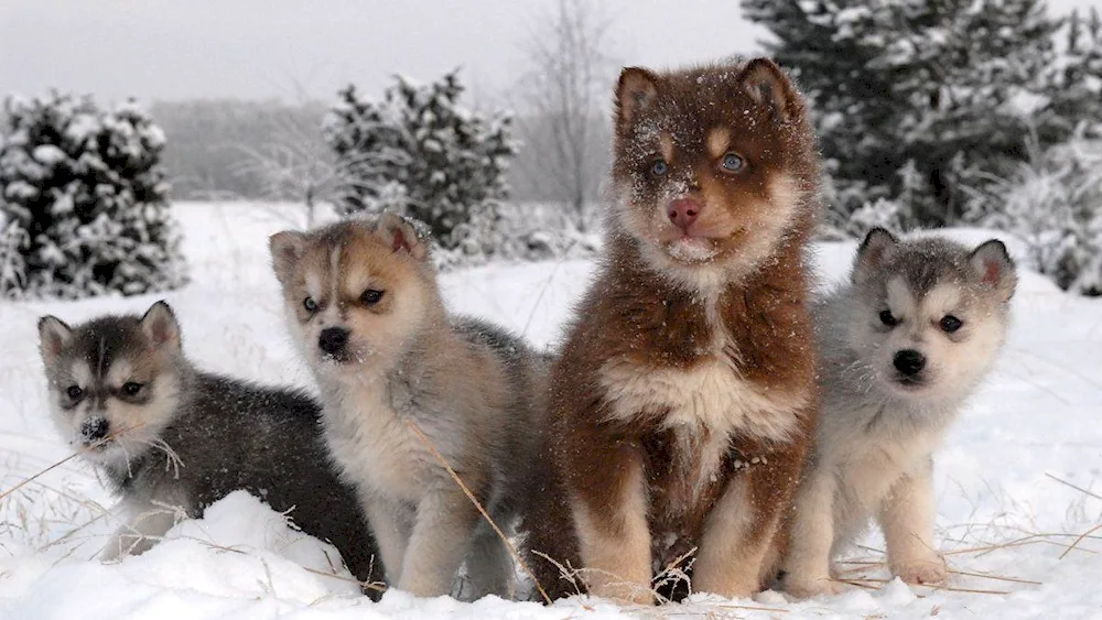 Siberian Husky cat