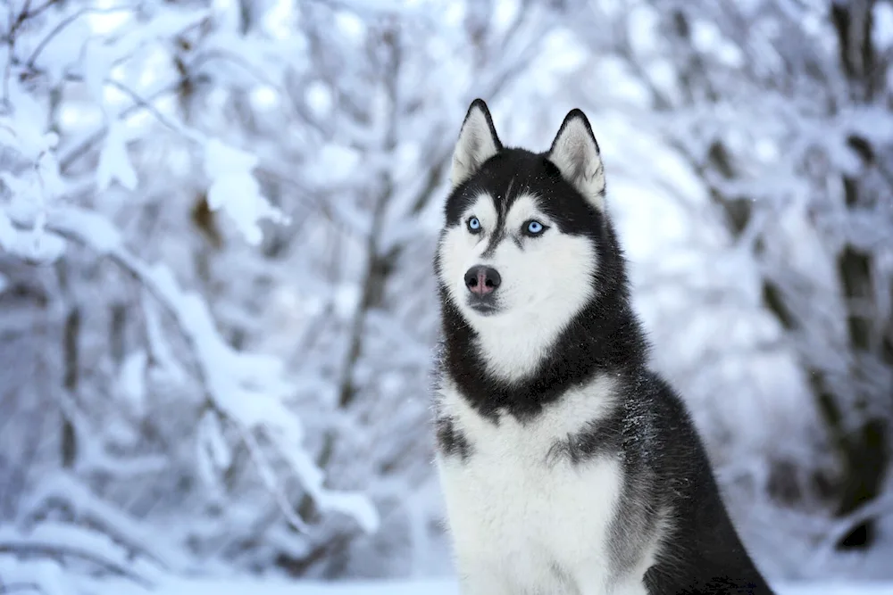 Siberian husky