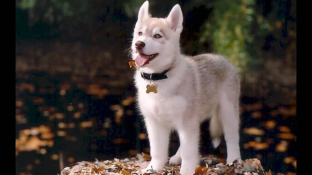 East Siberian husky