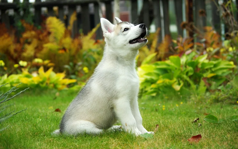 Siberian husky