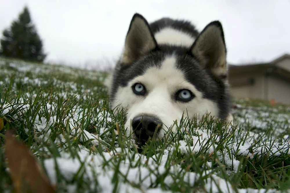 Alaskan Husky kitten Kai