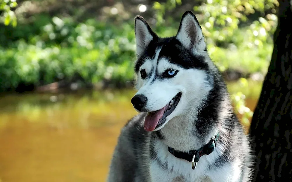 Alaskan husky