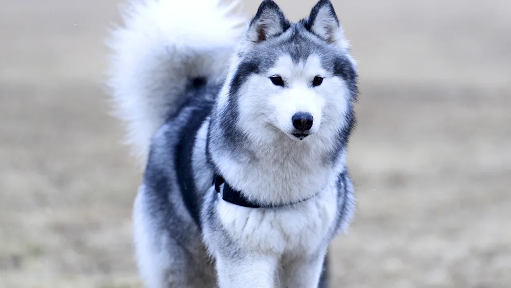 Siberian husky