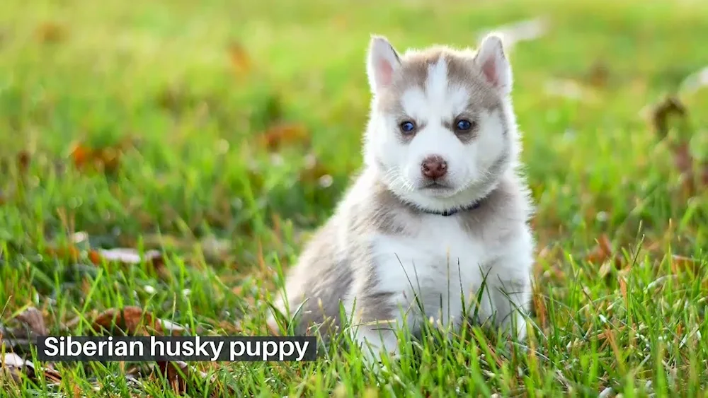 Eastern Siberian husky