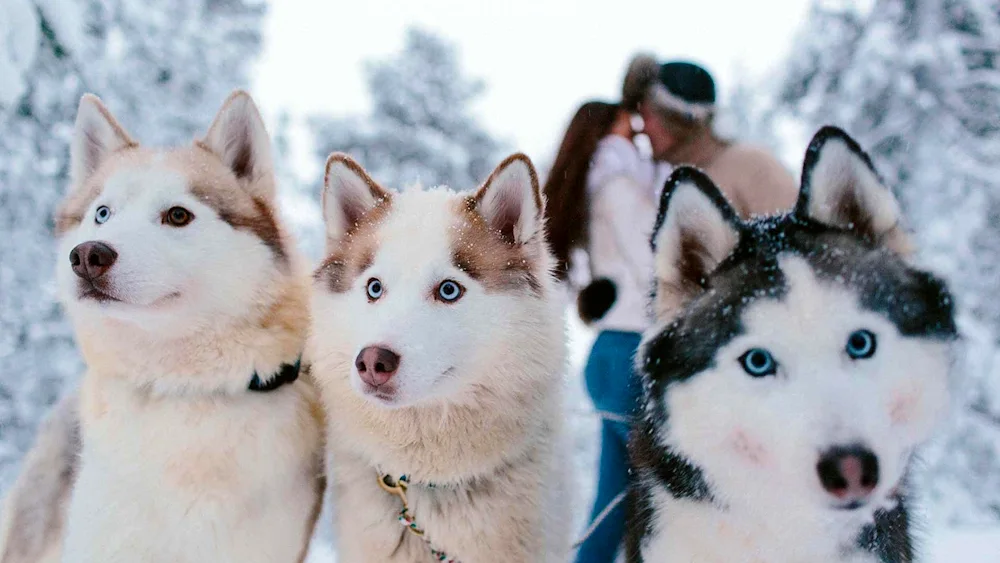 Siberian husky