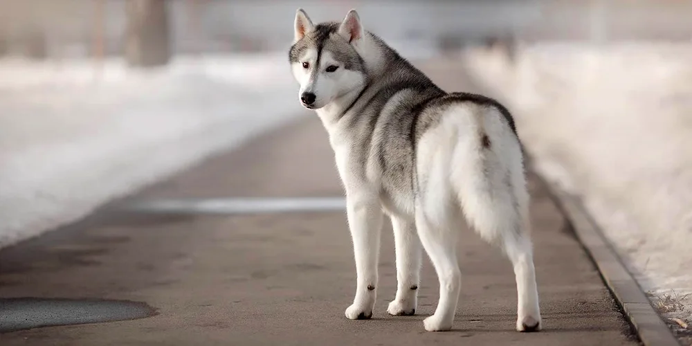 Siberian malamute- Siberian HuskyWhite HuskySiberian Husky