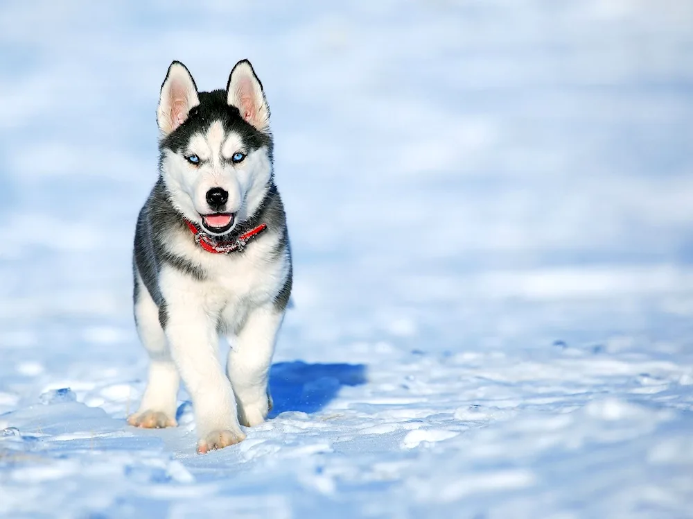 Husky and Labrador