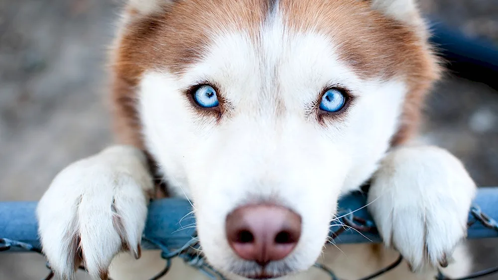 Siberian husky