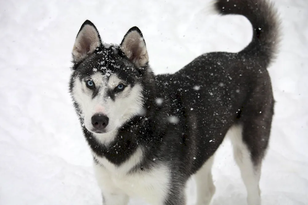 Siberian European husky kutyata