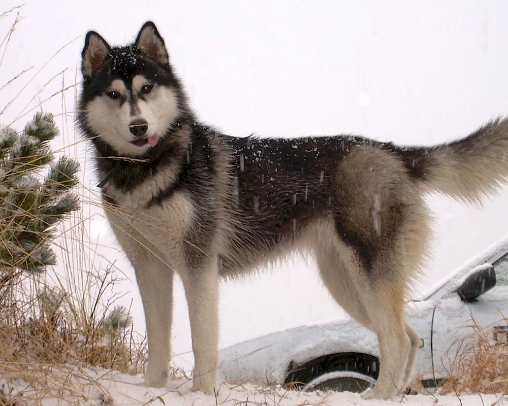 Mestis husky and German shepherd mix