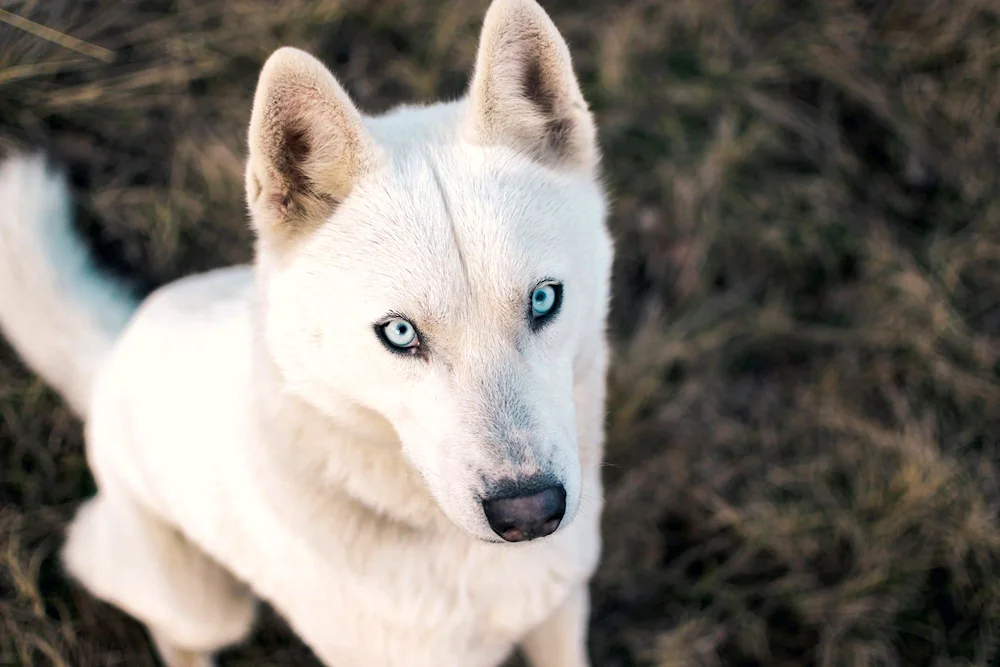 Siberian Husky albino