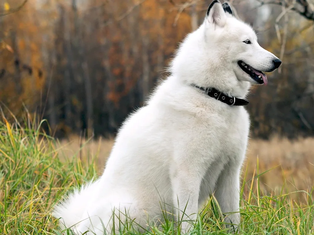 Siberian husky