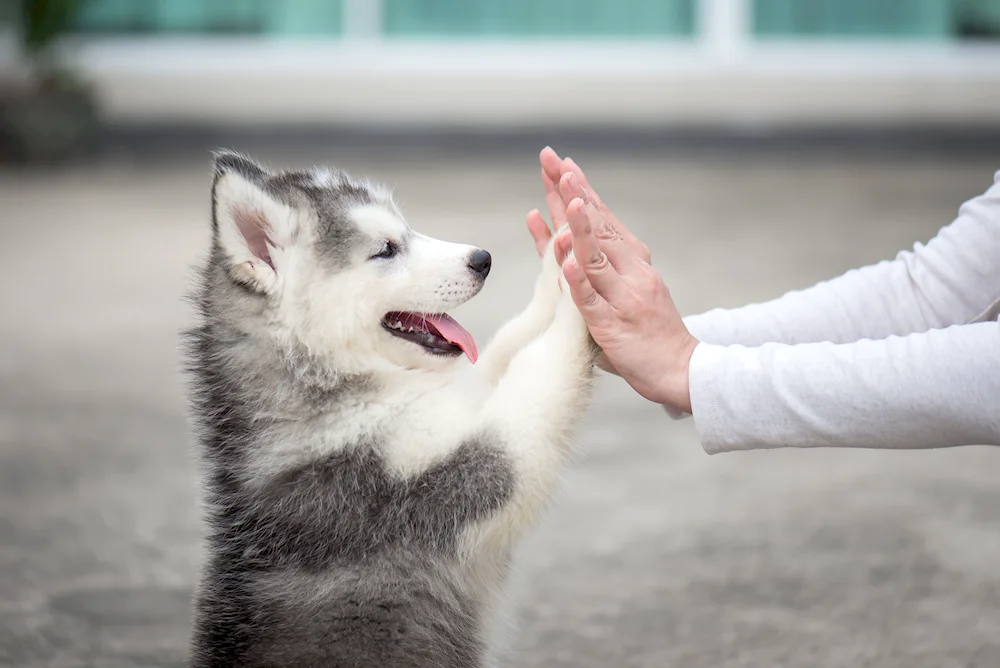 Siberian husky paws