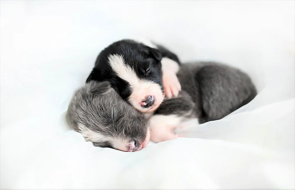 Siberian husky newborns puppies