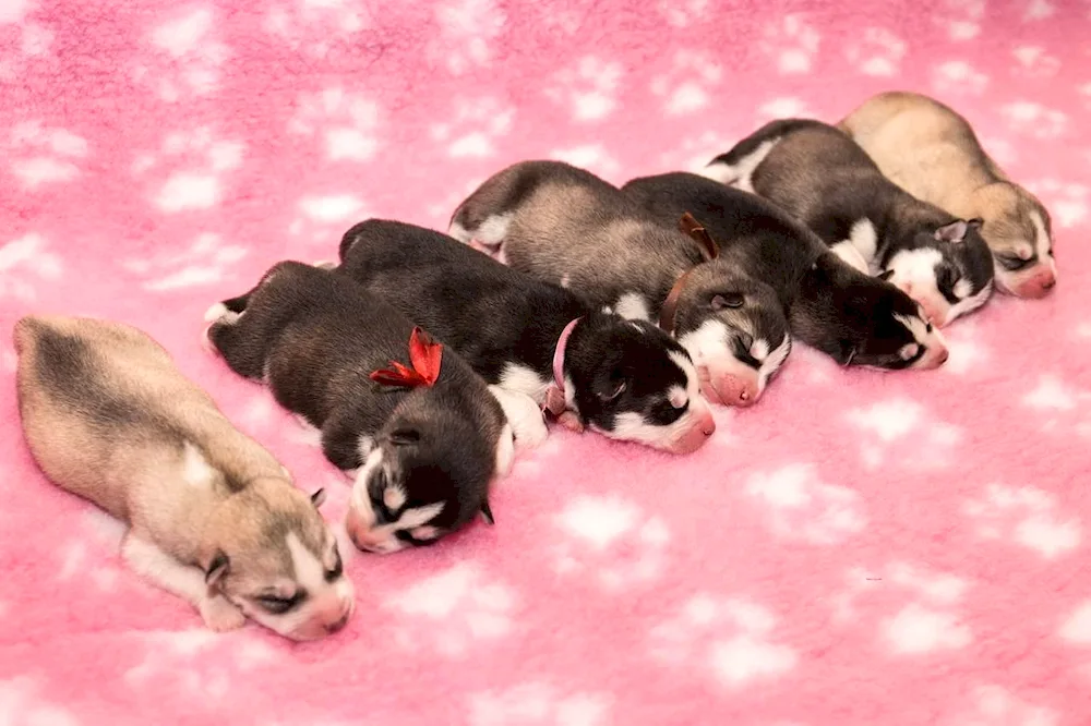 Newborn labrador puppies