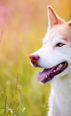 Siberian Husky Red