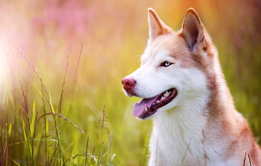 Siberian Husky Red