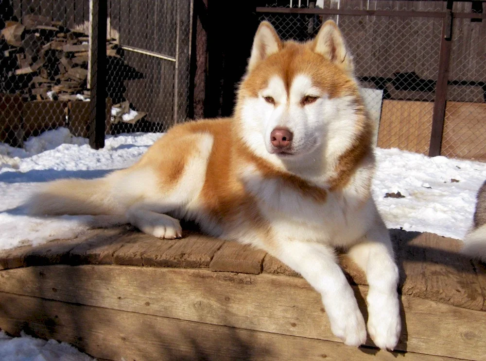 Karelian Finnish husky