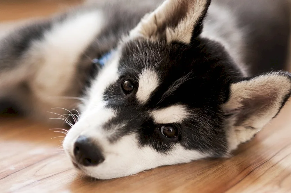 Siberian Husky puppies