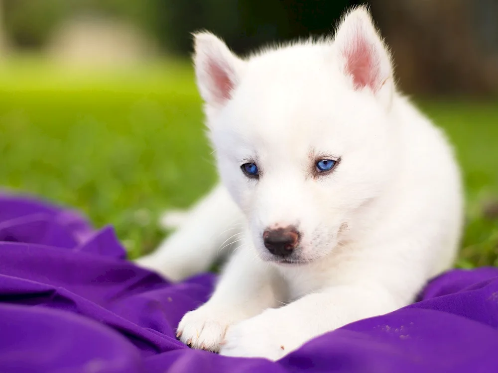 Siberian Husky puppies