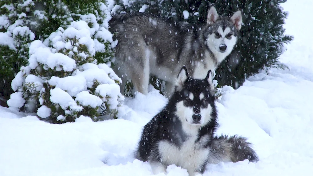 Siberian husky