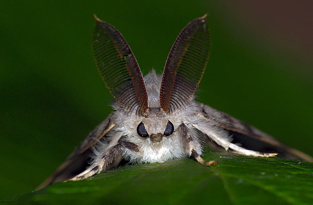 Venezuelan poodle moth