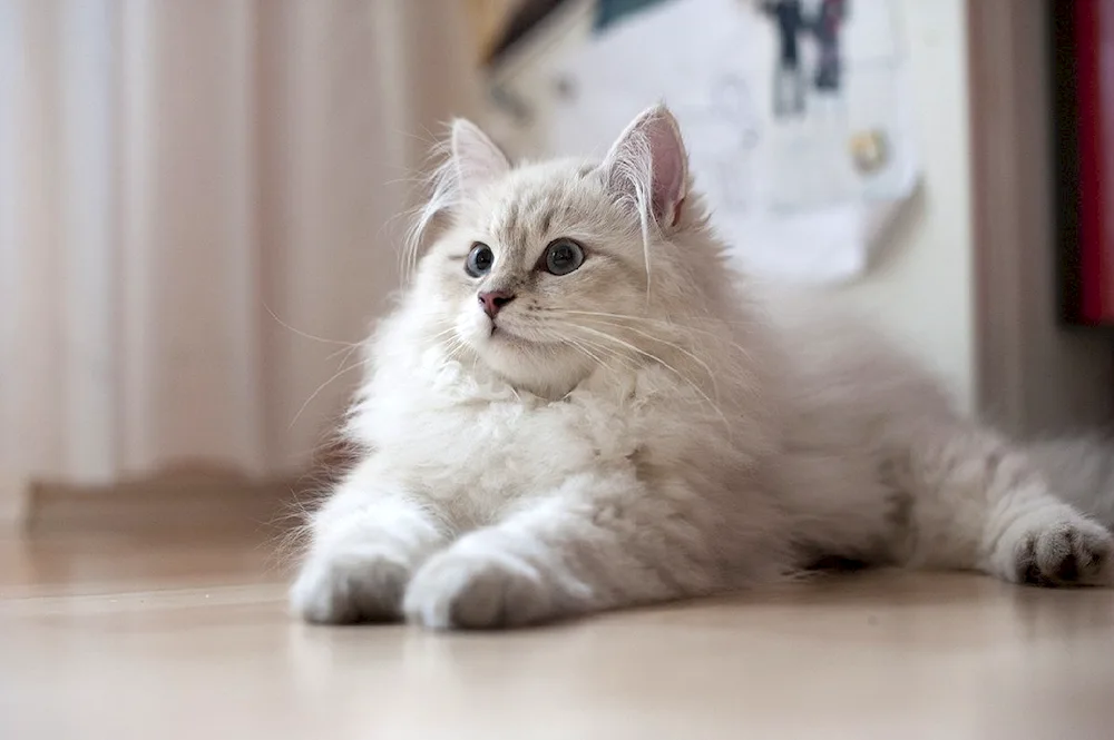 Siberian agouti cat