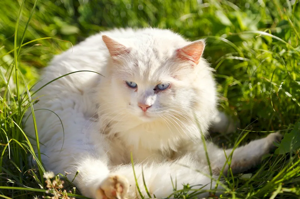 Heterochromia in cat