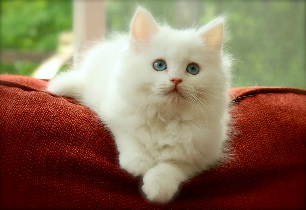 Siberian cat white