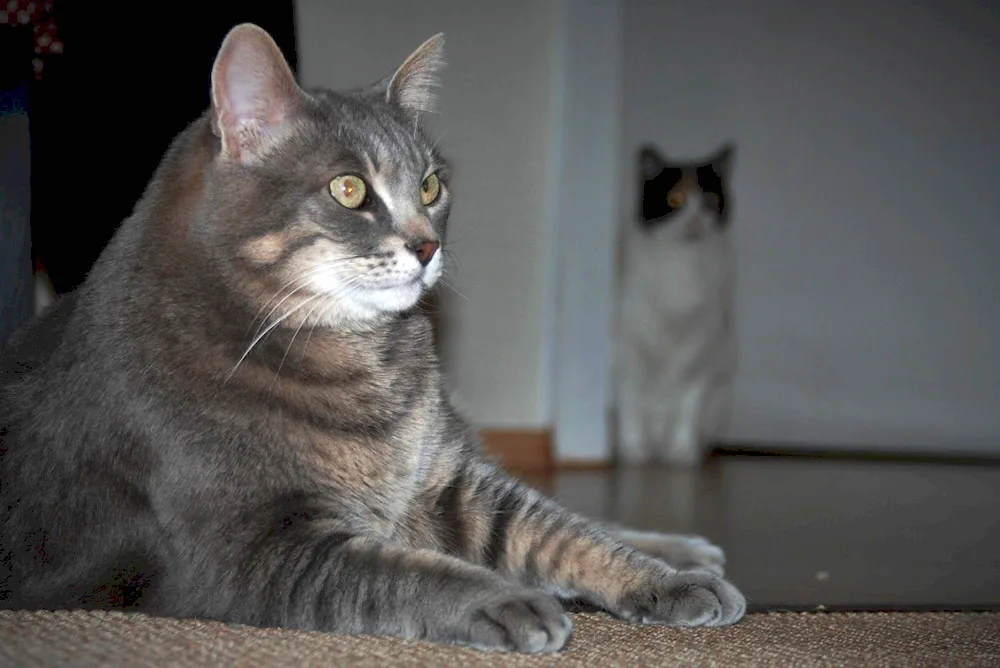 European shorthair Celtic