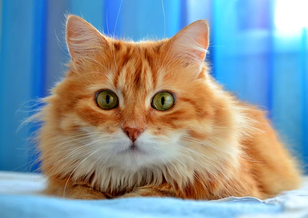 Siberian cat short-haired red