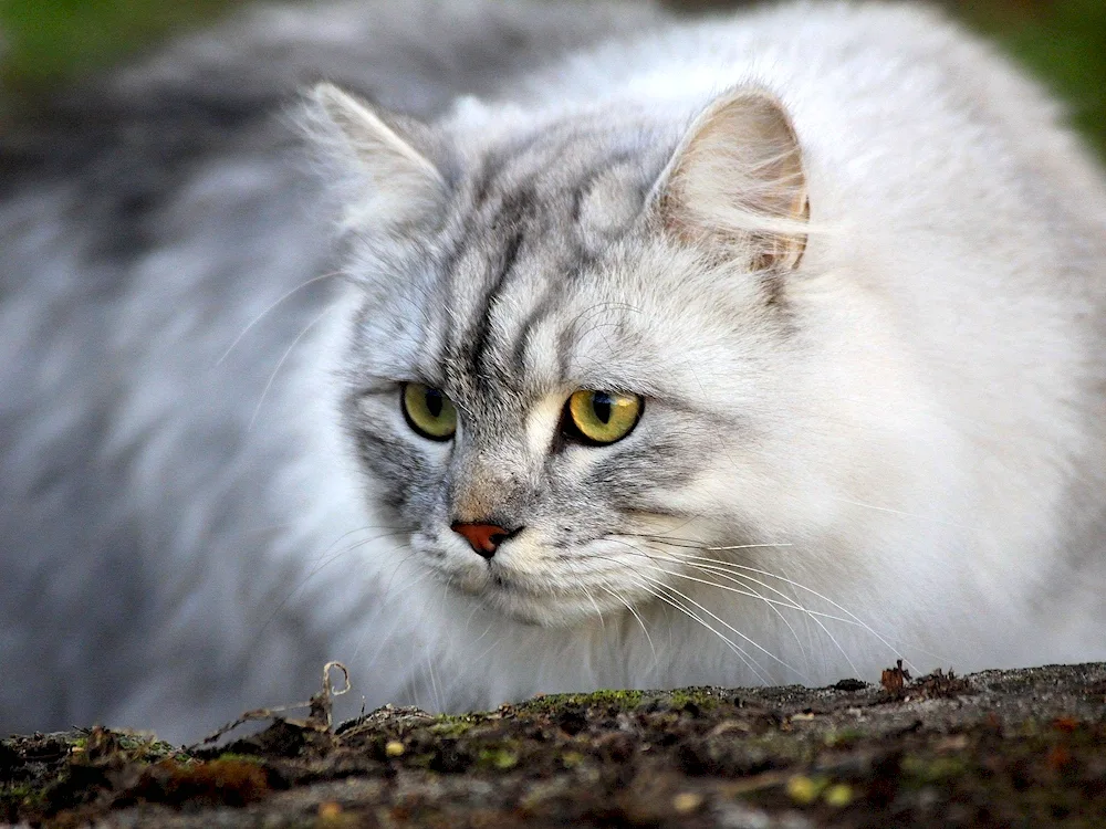 Siberian cat ash