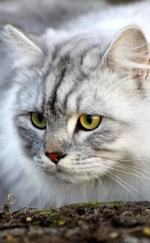 Siberian ash cat