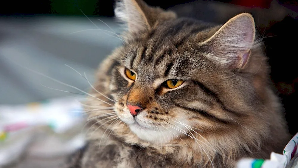 Siberian cat striped