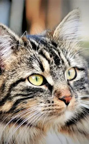 Siberian striped cat