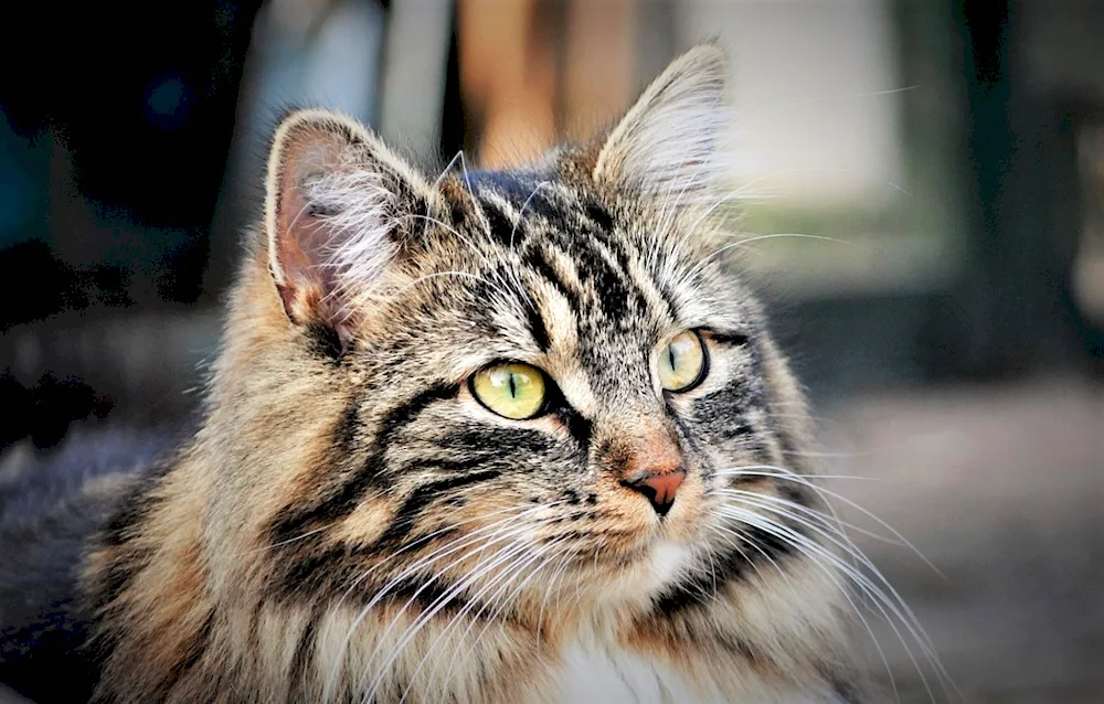 Siberian striped cat