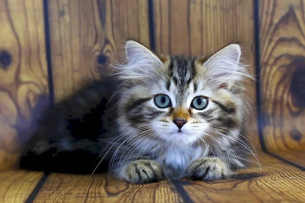 Siberian cat striped