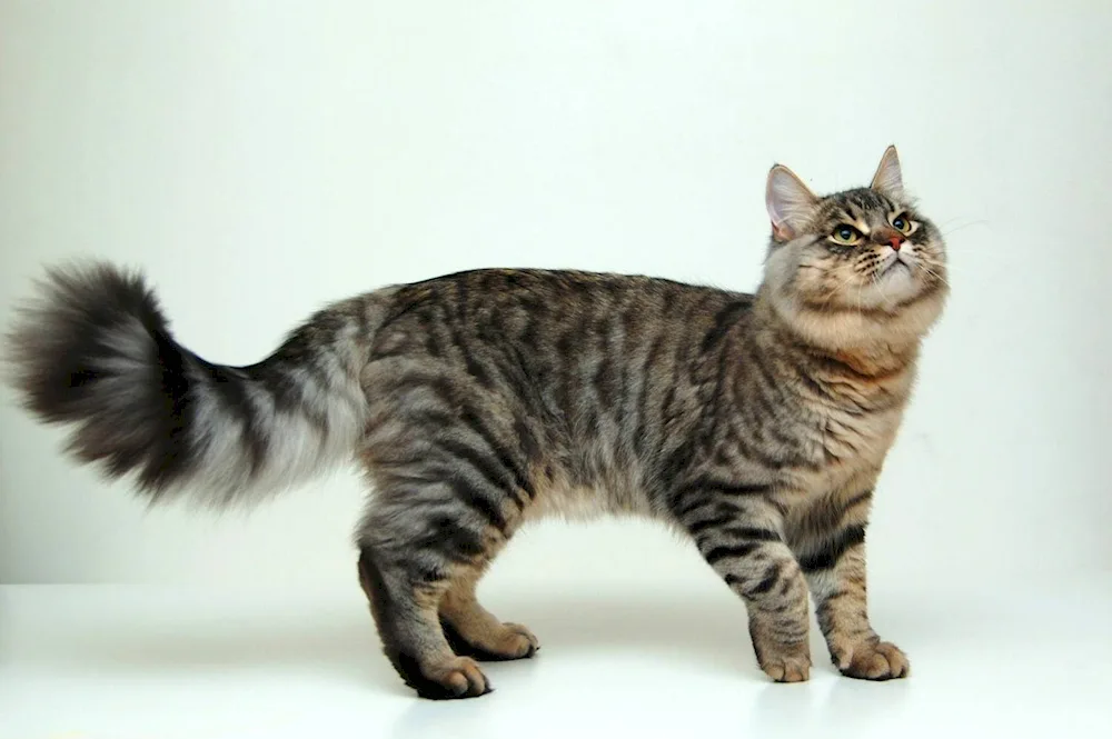 European shorthair tabby