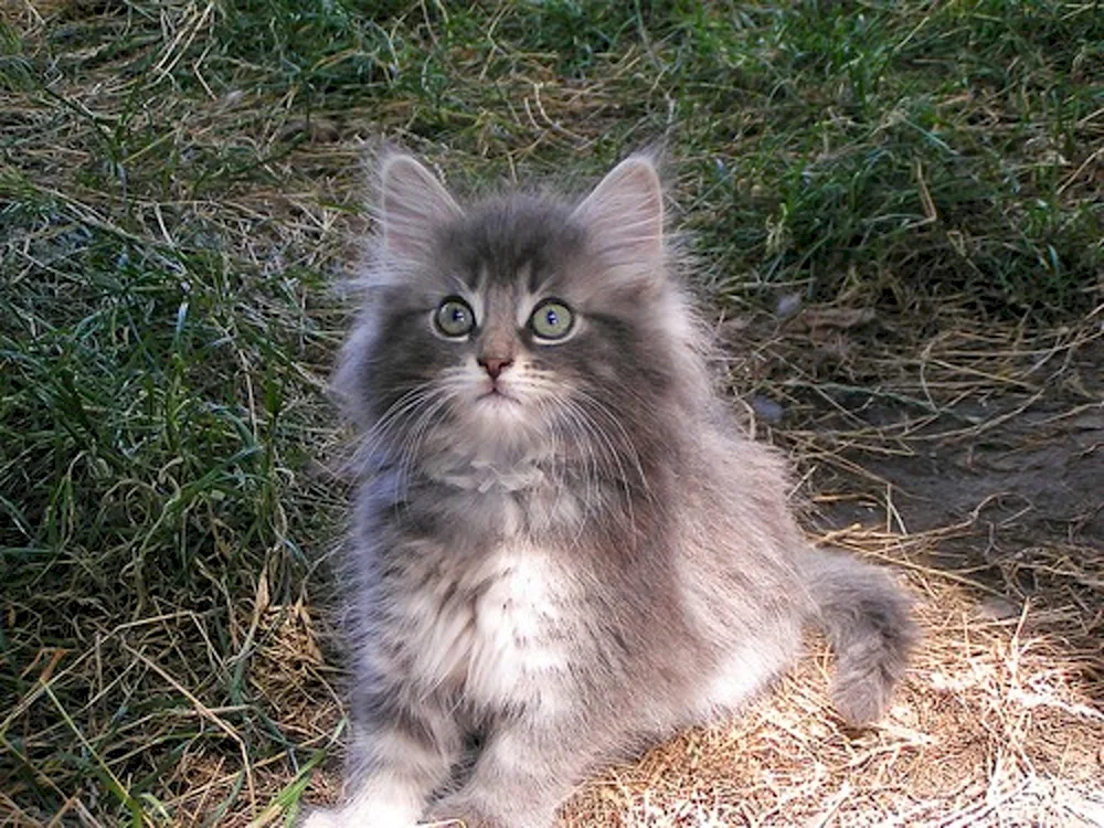 Siberian cat grey longhair