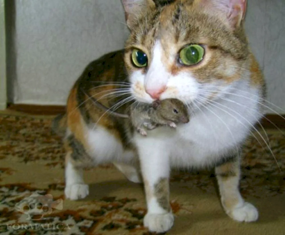 Siberian Pied Piper cat